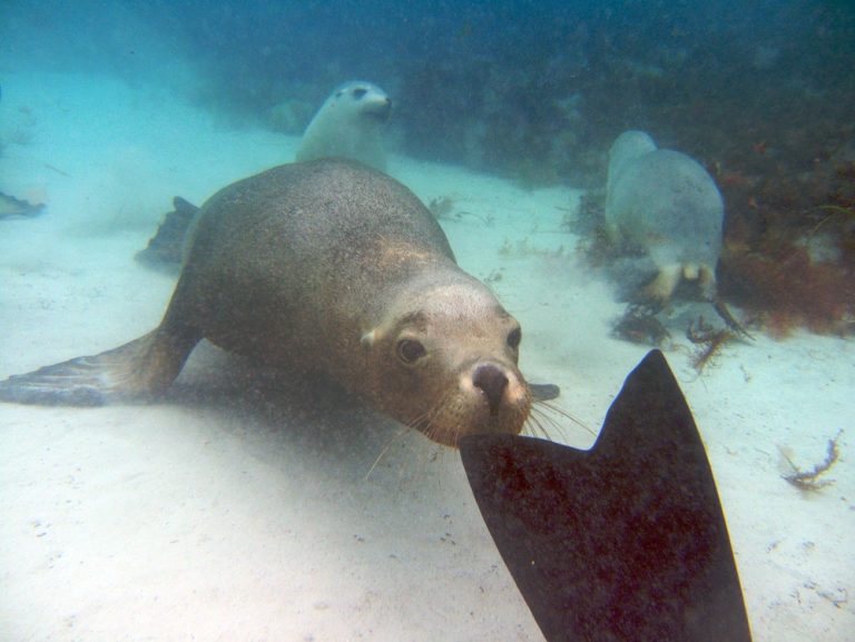 underwater friends