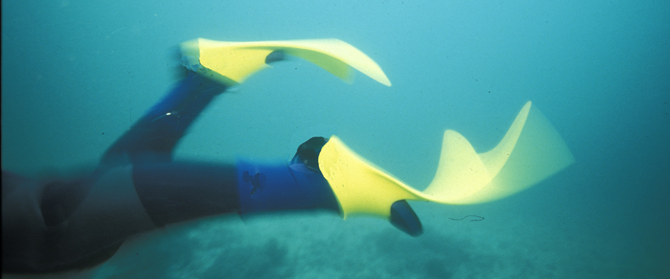 yellow swim fins on a person’s feet underwater