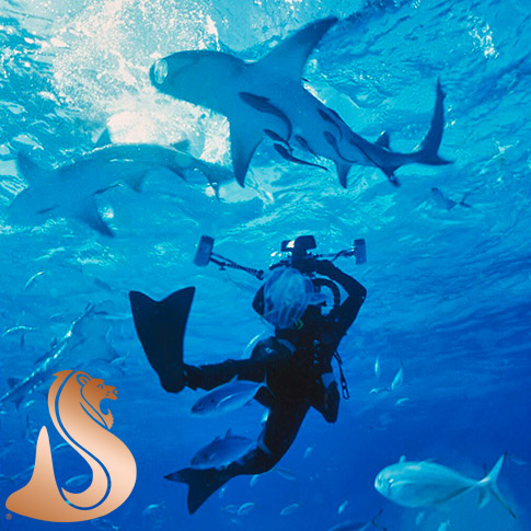 scuba diving Forcefins