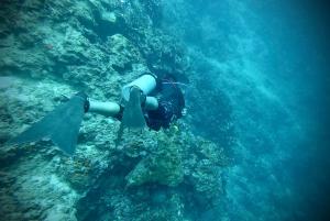 Ed Rama Dives Force Fins (1355)